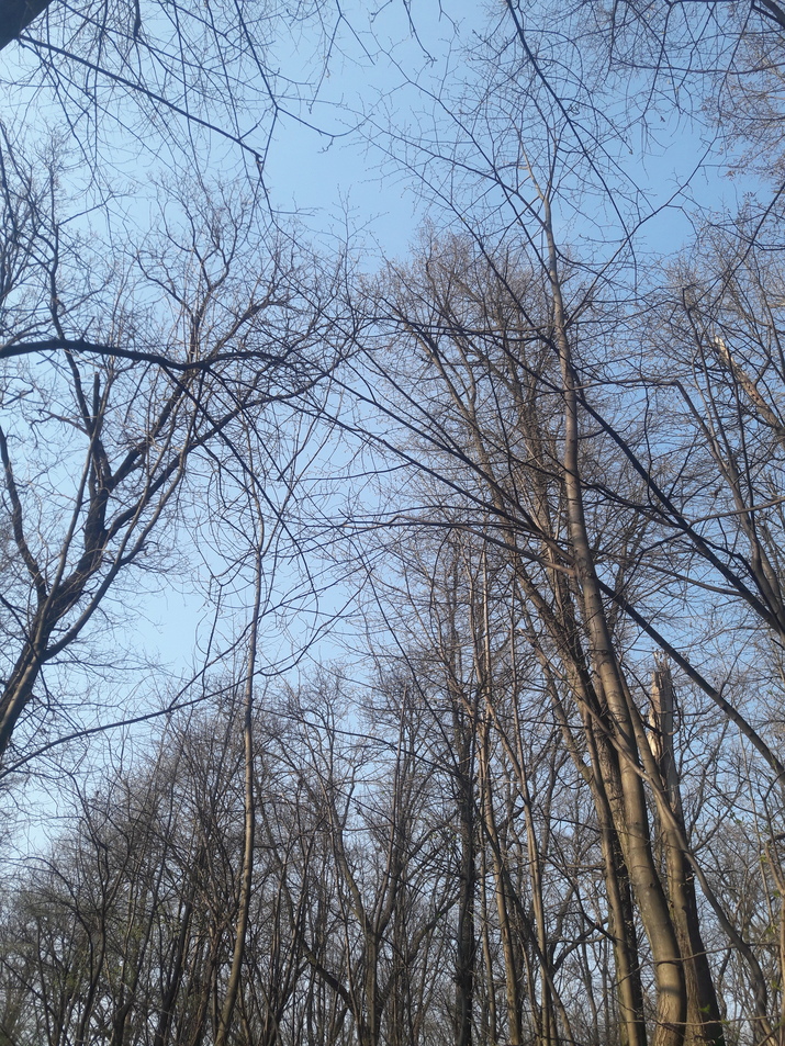 A walk in the park.